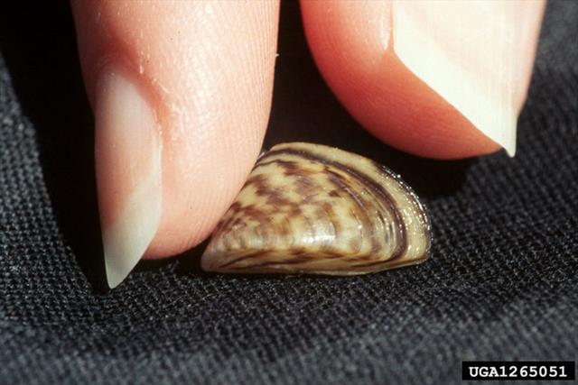 Zebra Mussel (Dreissena (Dreissena) Polymorpha) - Detail - Biodiversity ...